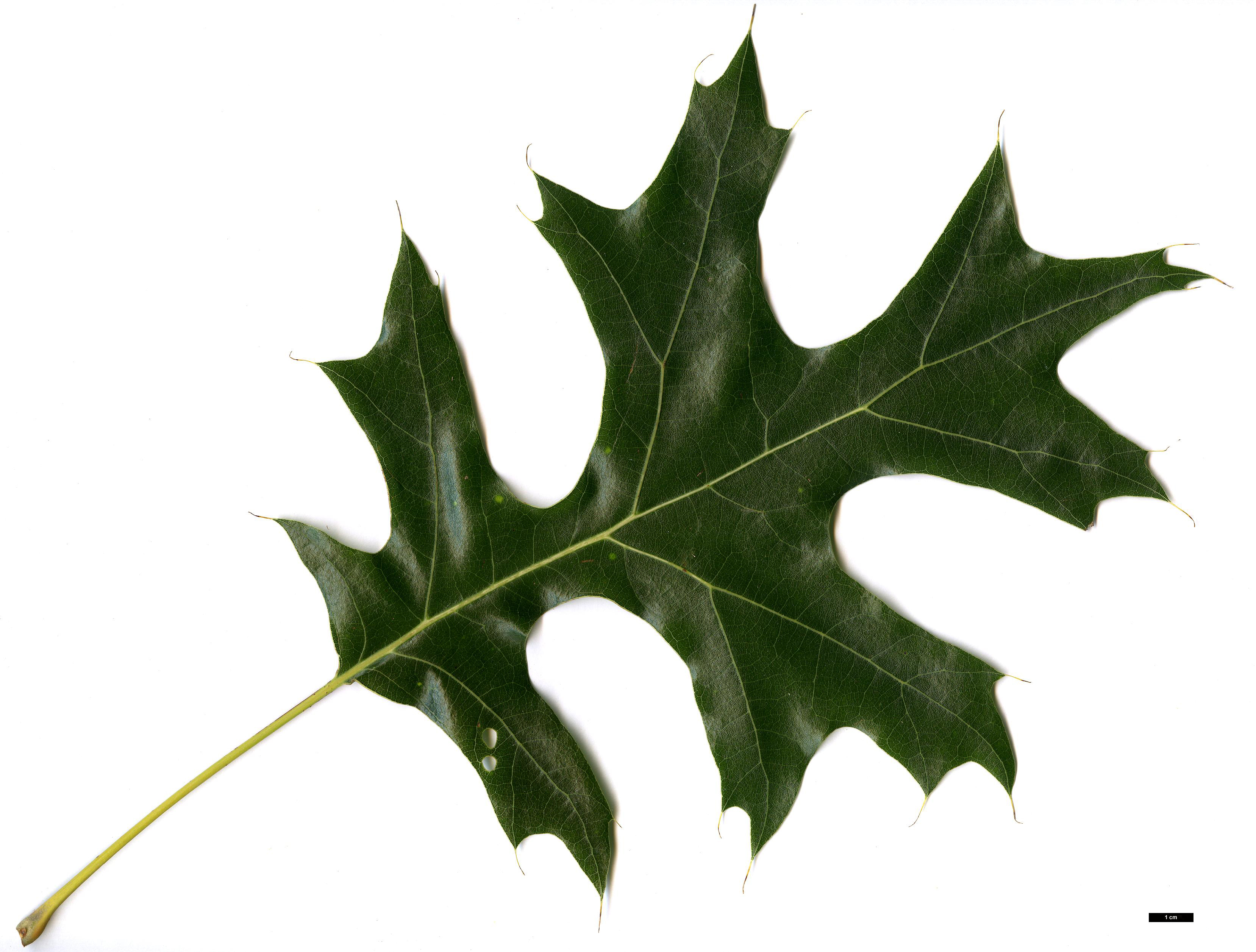 High resolution image: Family: Fagaceae - Genus: Quercus - Taxon: velutina - SpeciesSub: 'Oakridge Walker' High resolution image: Family: Fagaceae - Genus: Quercus - Taxon: velutina - SpeciesSub: 'Oakridge Walker'